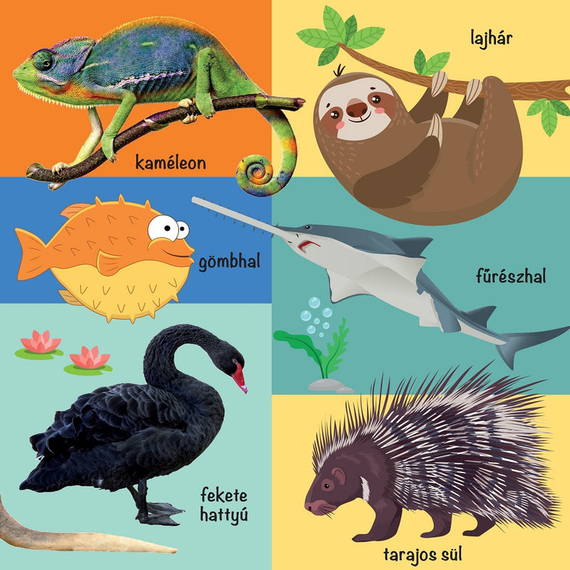 101 színes kép a vadon élő állatokról